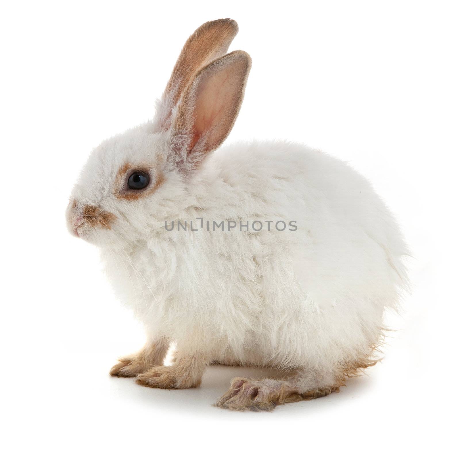 White small rabbit isolated over white background