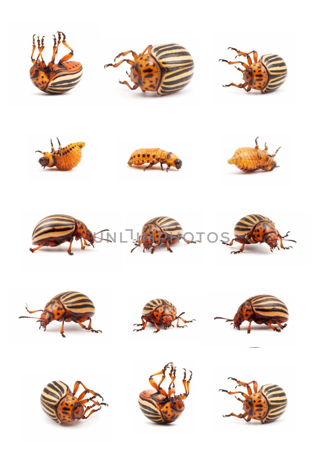 Live and dead a colorado potato beetles