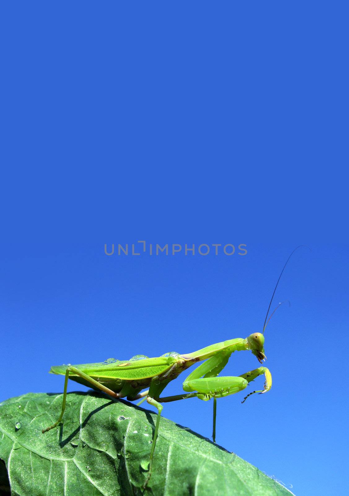 Green mantis on the green leaf. Blue sky