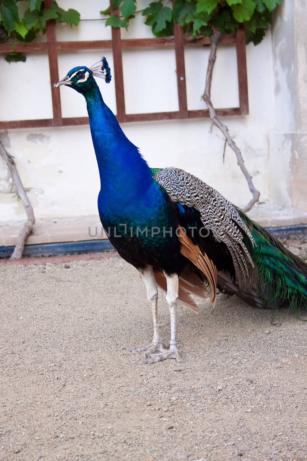 Portrait of beautiful male indian peacock. Outdoors shot