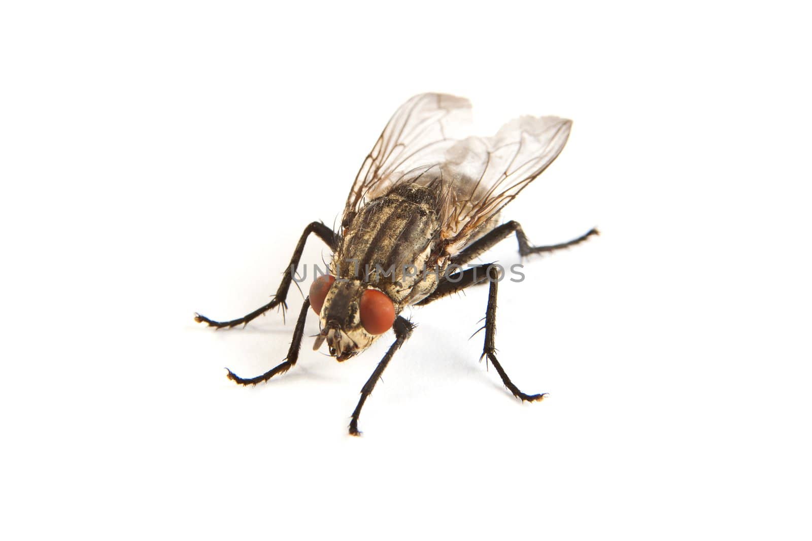 Macro shot of a housefly, Fly isolated on a white background