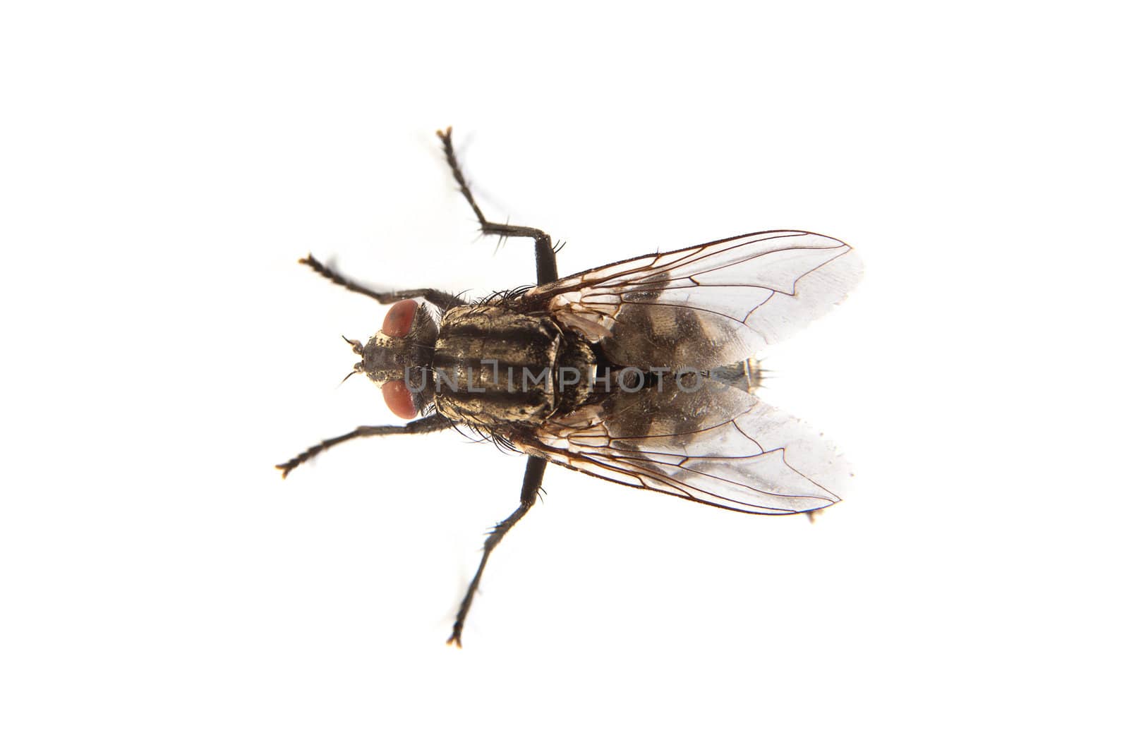 Macro shot of a housefly, Fly isolated on a white background