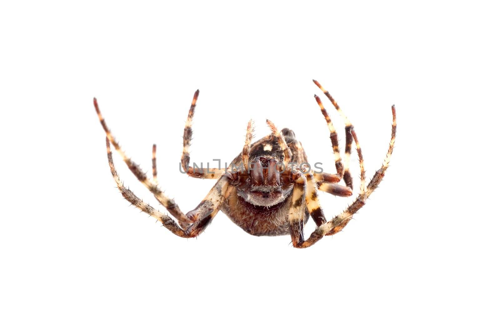 Big brown spider on a whtie background