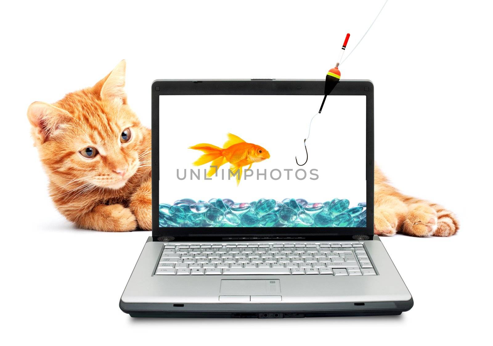 Goldfish, cat, laptop isolated on white background