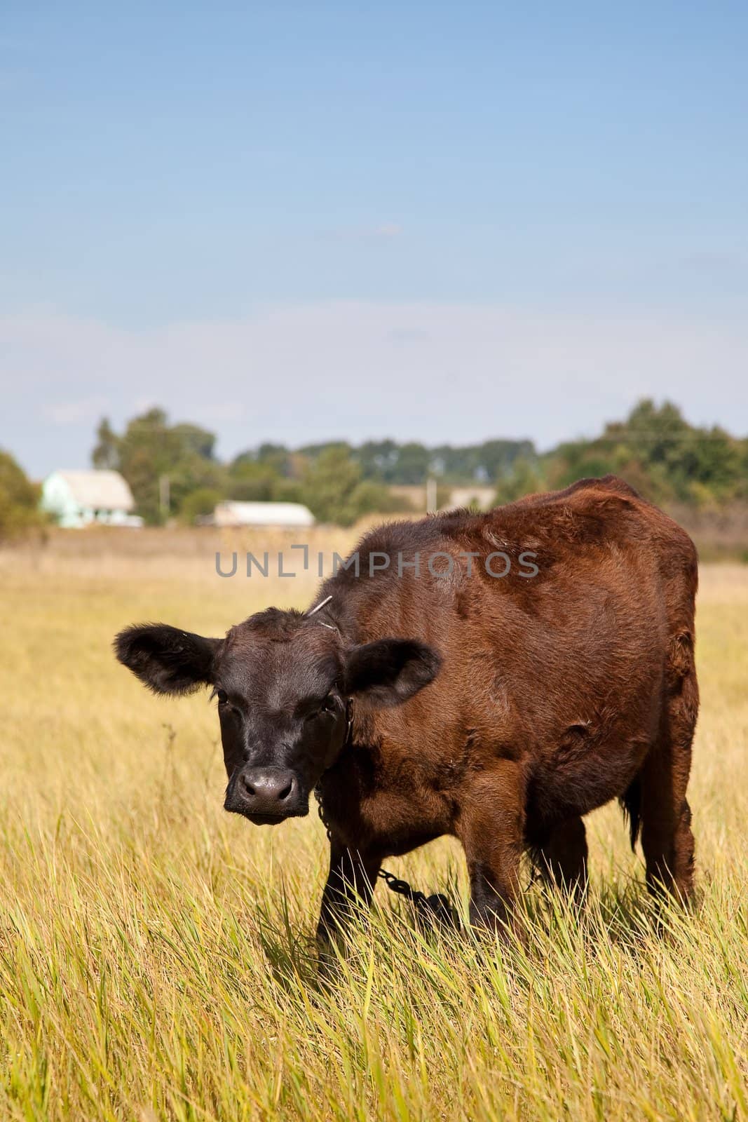 Cow on a green dandelion field, Blue sky
