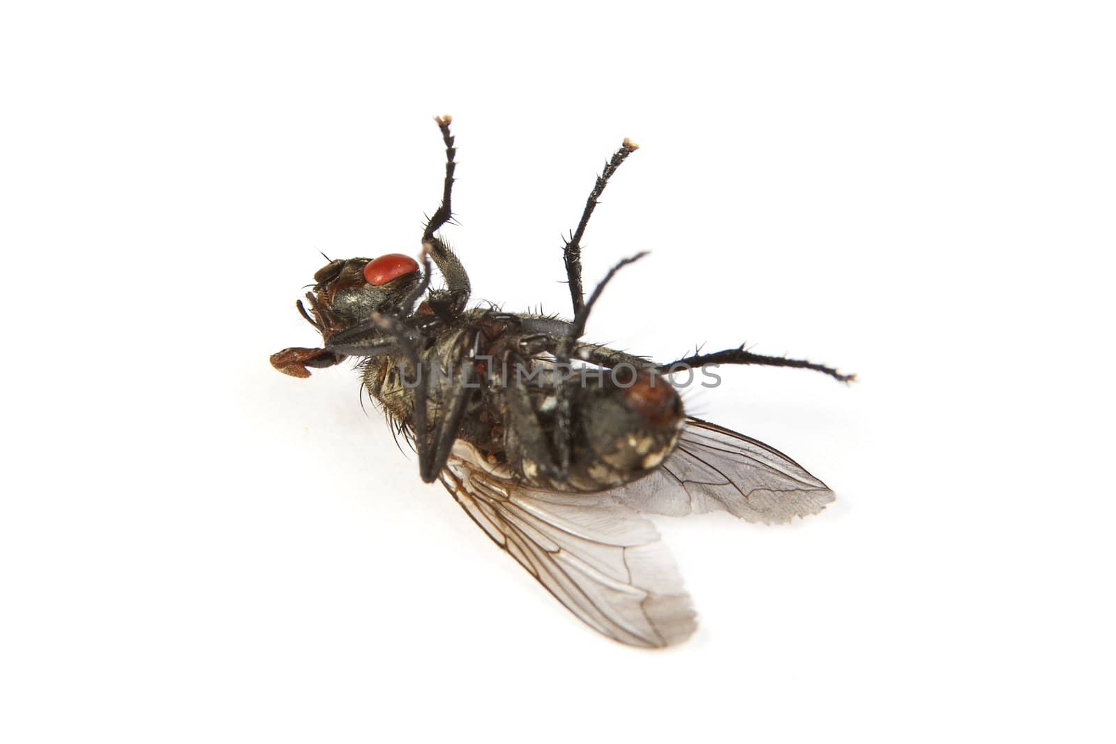 Macro shot of a dead housefly, Fly isolated on a white background