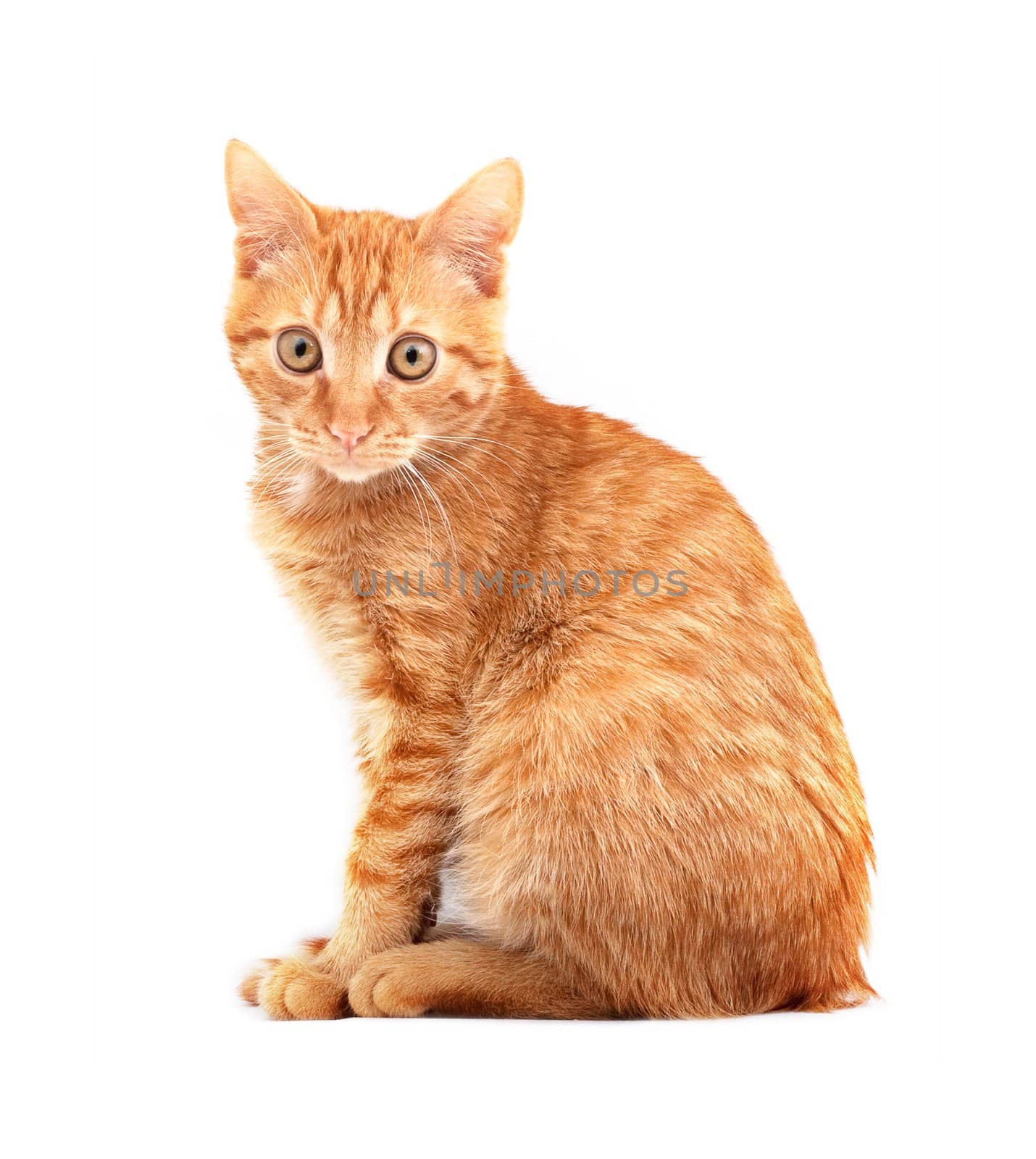 Red cute cat on a white background