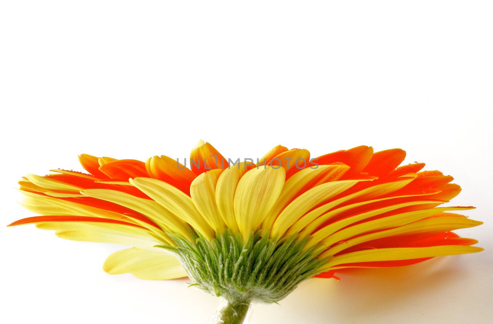 Orange Gerbera with Water Droplets isolated on white background. View from Under