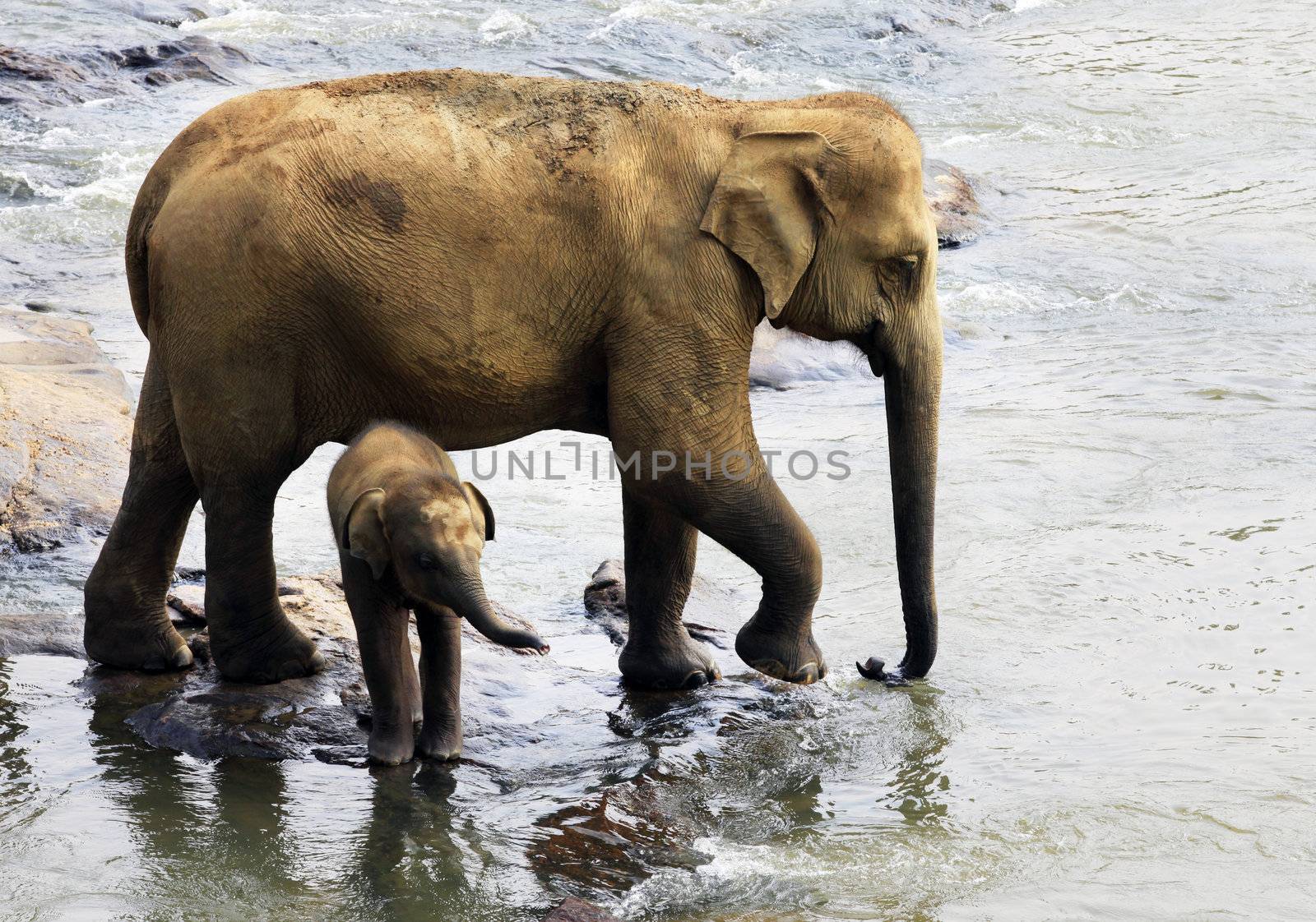 Family of Indian elephants. Pinnawela Elephant Orphanage on Sri Lanka