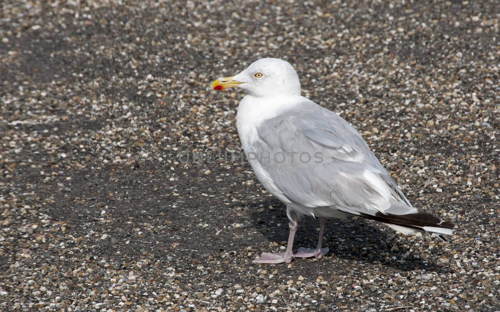 seagull with yellow beak standing on asphalt 