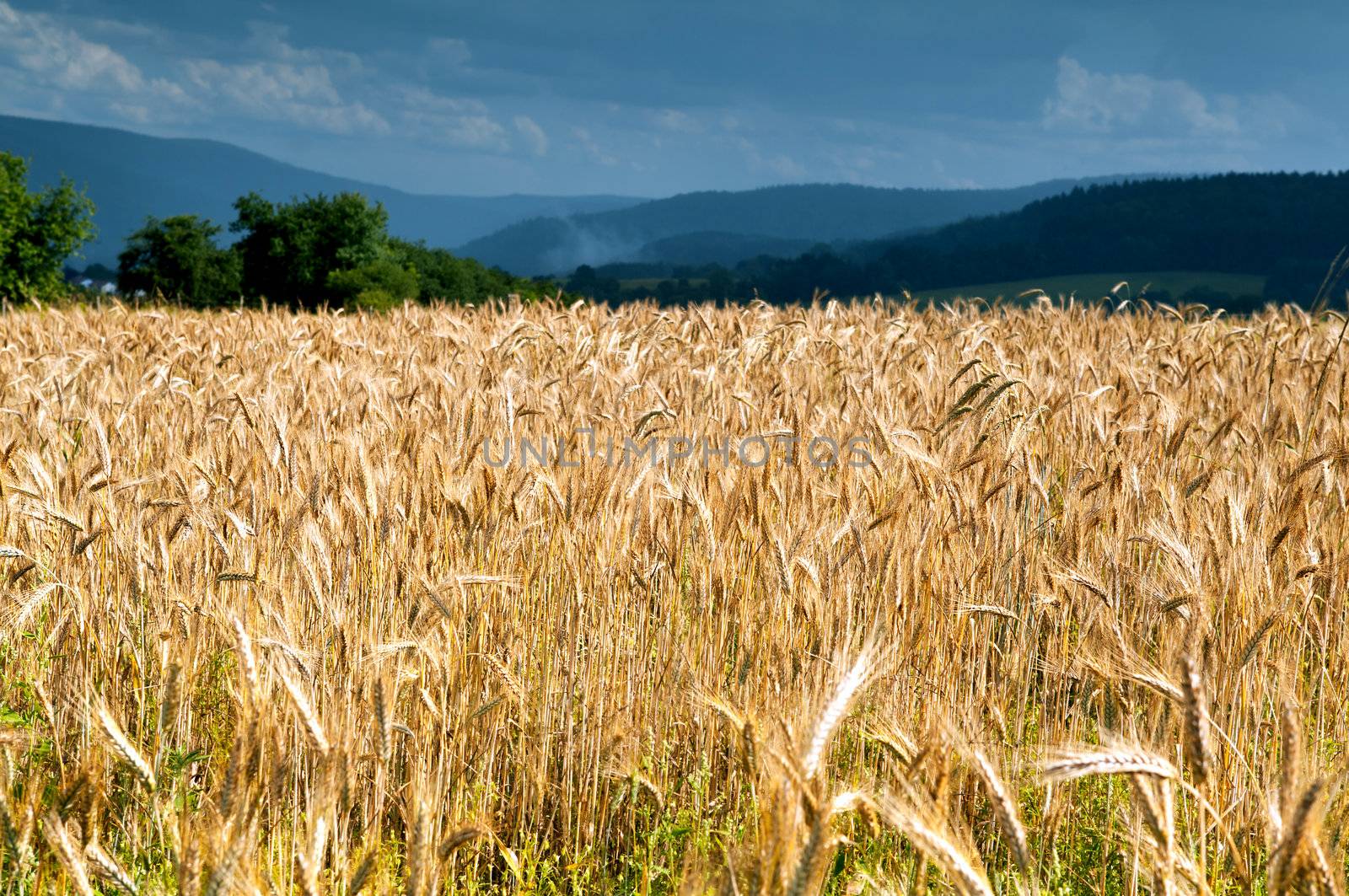 wheat field in summer in mountains during the rain