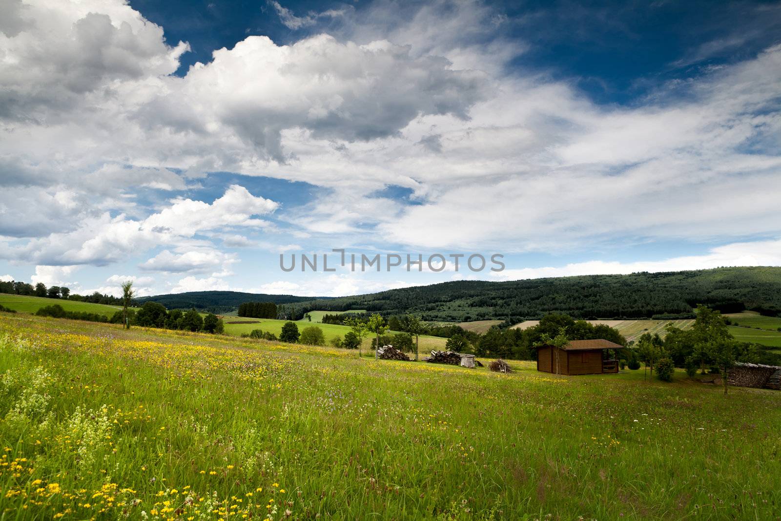 summer flowering meadows in Bavarian mountains