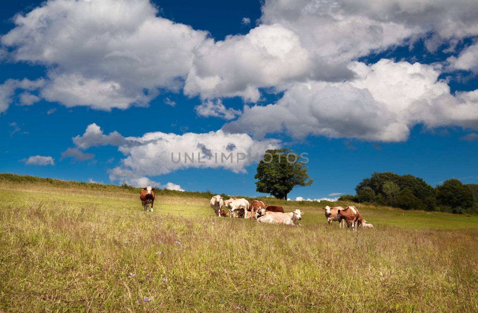 few alpine cows on summer Bavarian meadows