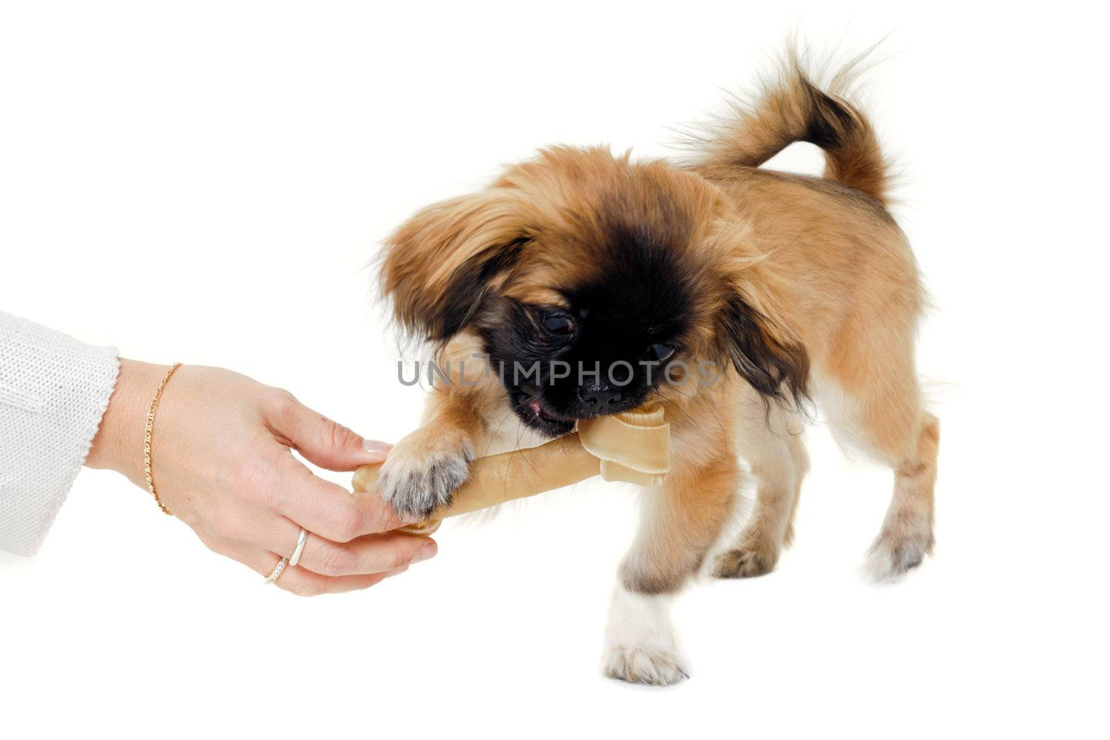 Sweet puppy dog is eating a bone, isolated on a white background.