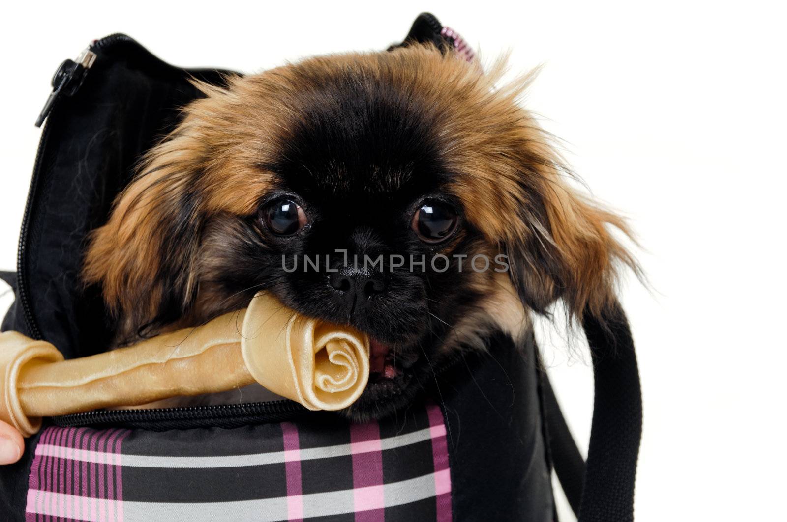 Puppy eating bone by cfoto