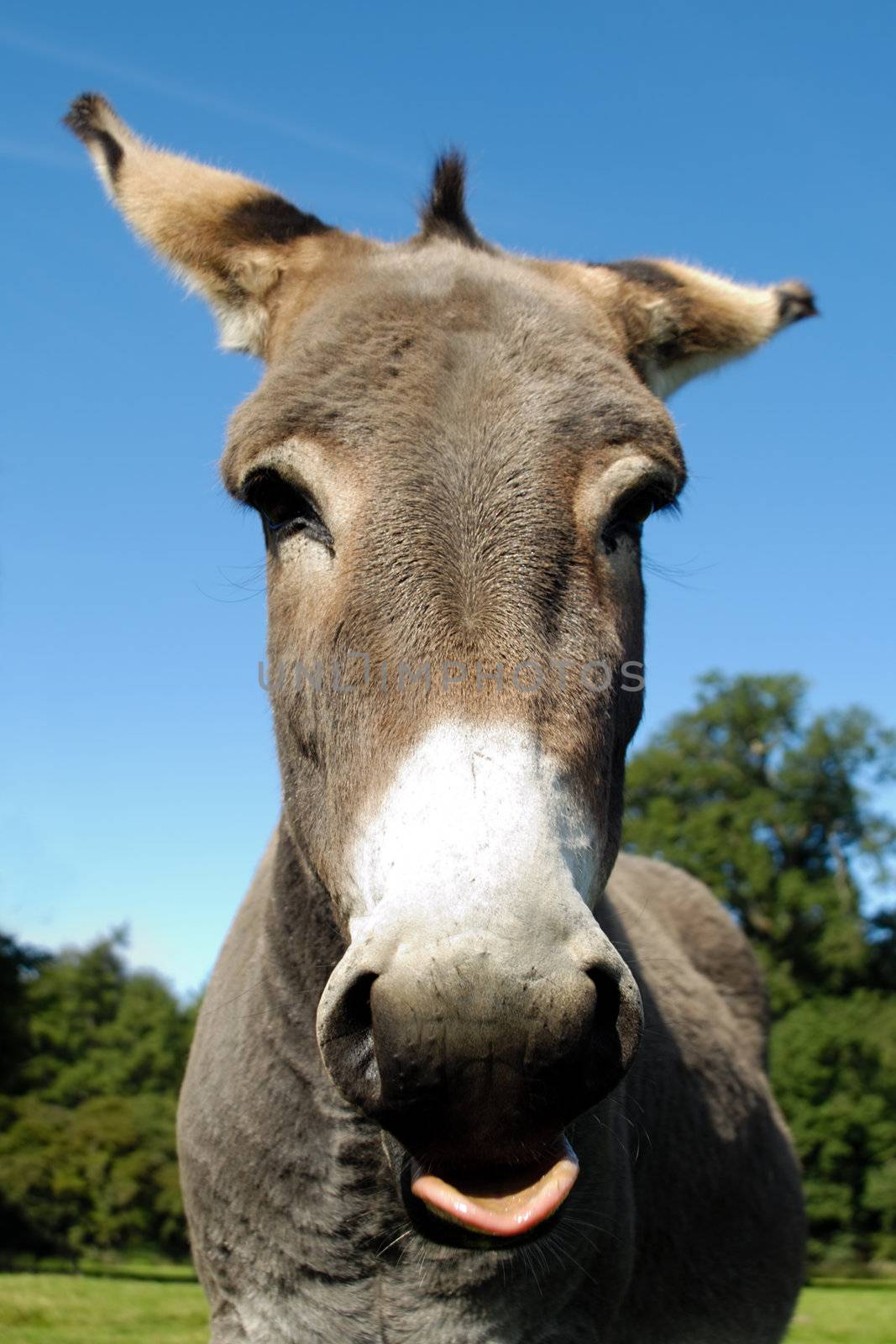 A donkey shows tongue. It is standing on green grass.