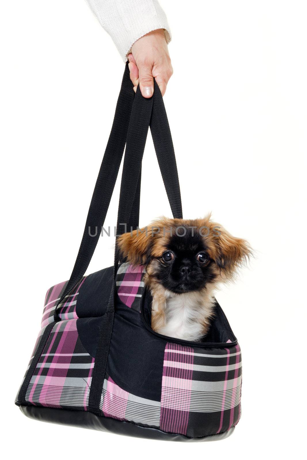 A sweet puppy in transportation bag. Taken on a white background