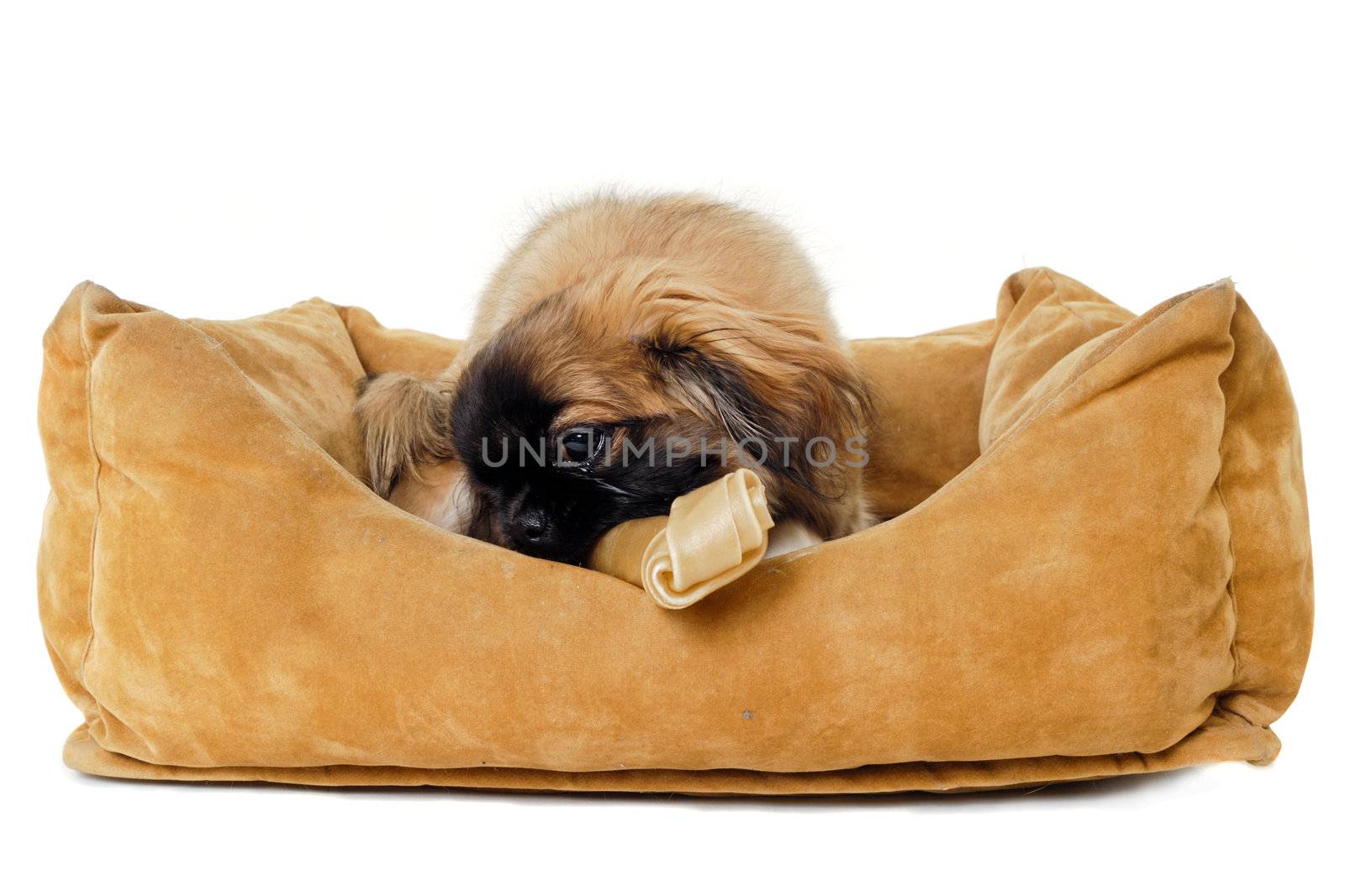 Puppy eating bone in dog bed by cfoto