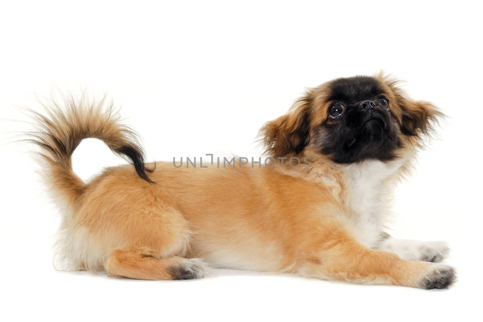 A sweet puppy dog is resting resting on a white background. The dog is looking up.