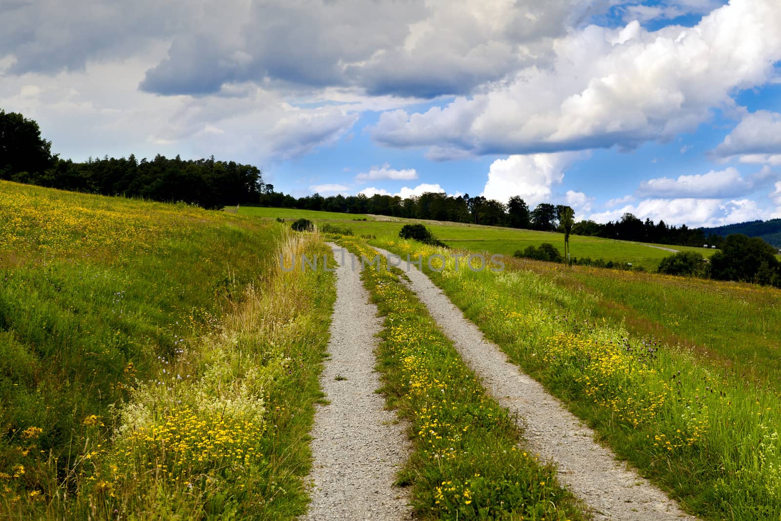 rural road in summer flowering meadows