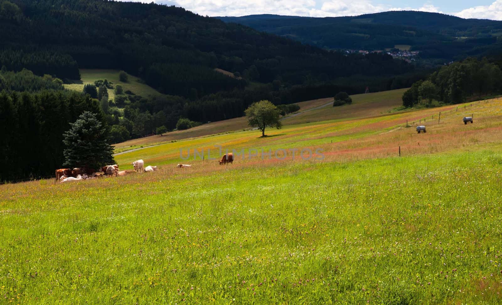 colorful flowering alpine meadows in summer