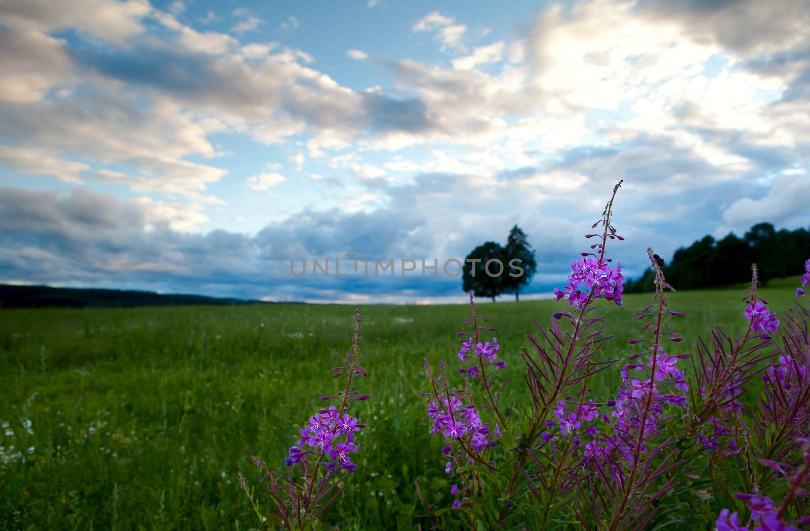 wild summer flower on meadows by catolla