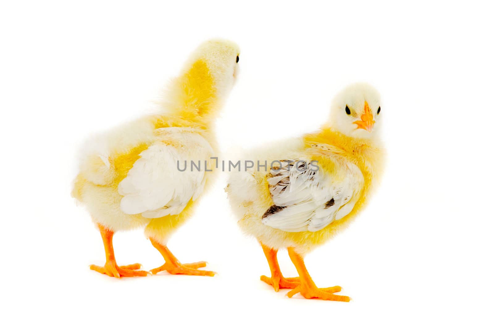 Two chicks by cfoto