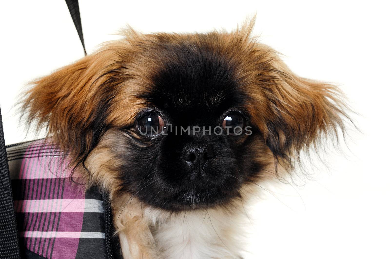 A sweet puppy in transportation bag. Taken on a white background