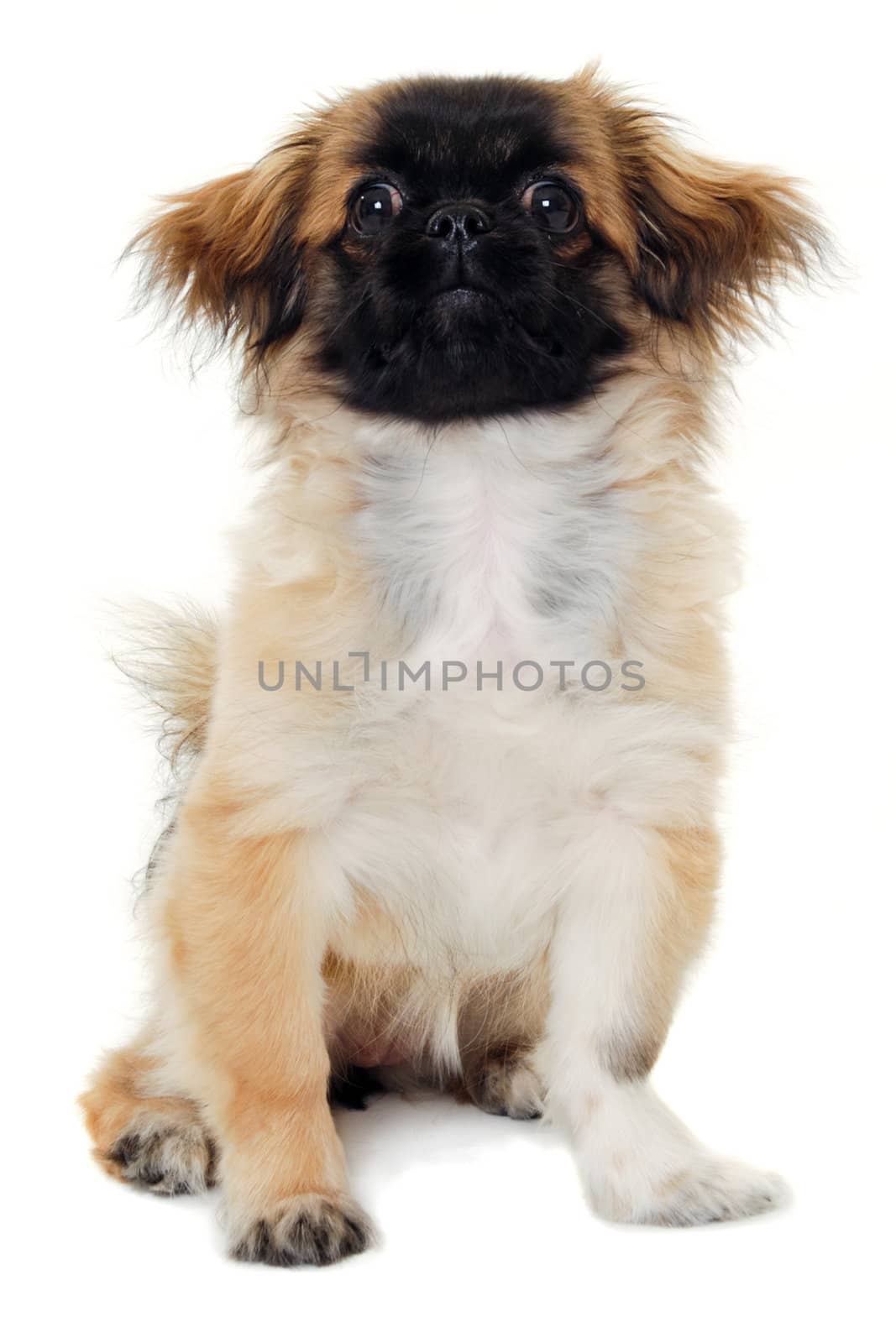 A sweet puppy dog is sitting and resting on a white background