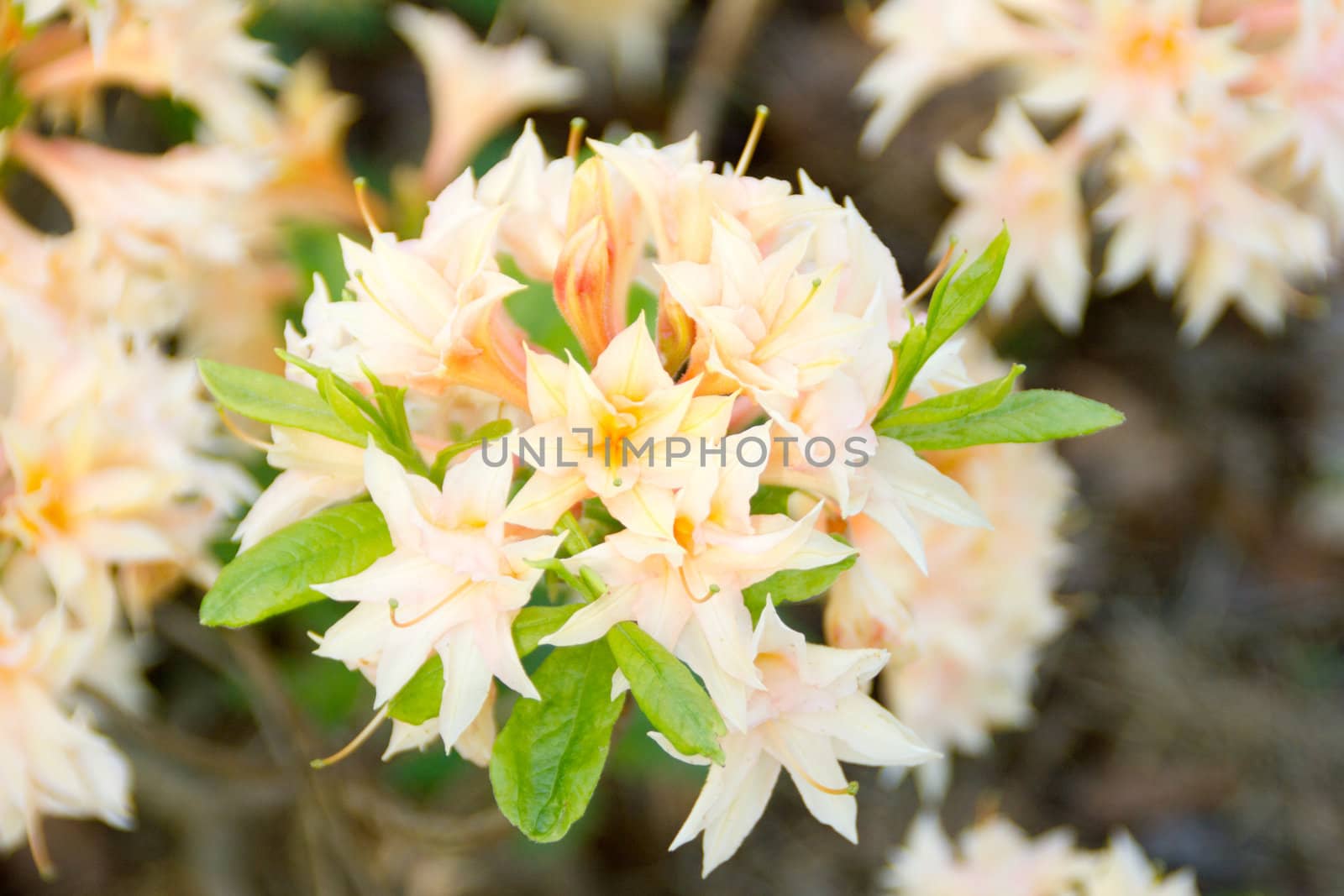 Beautiful azalea