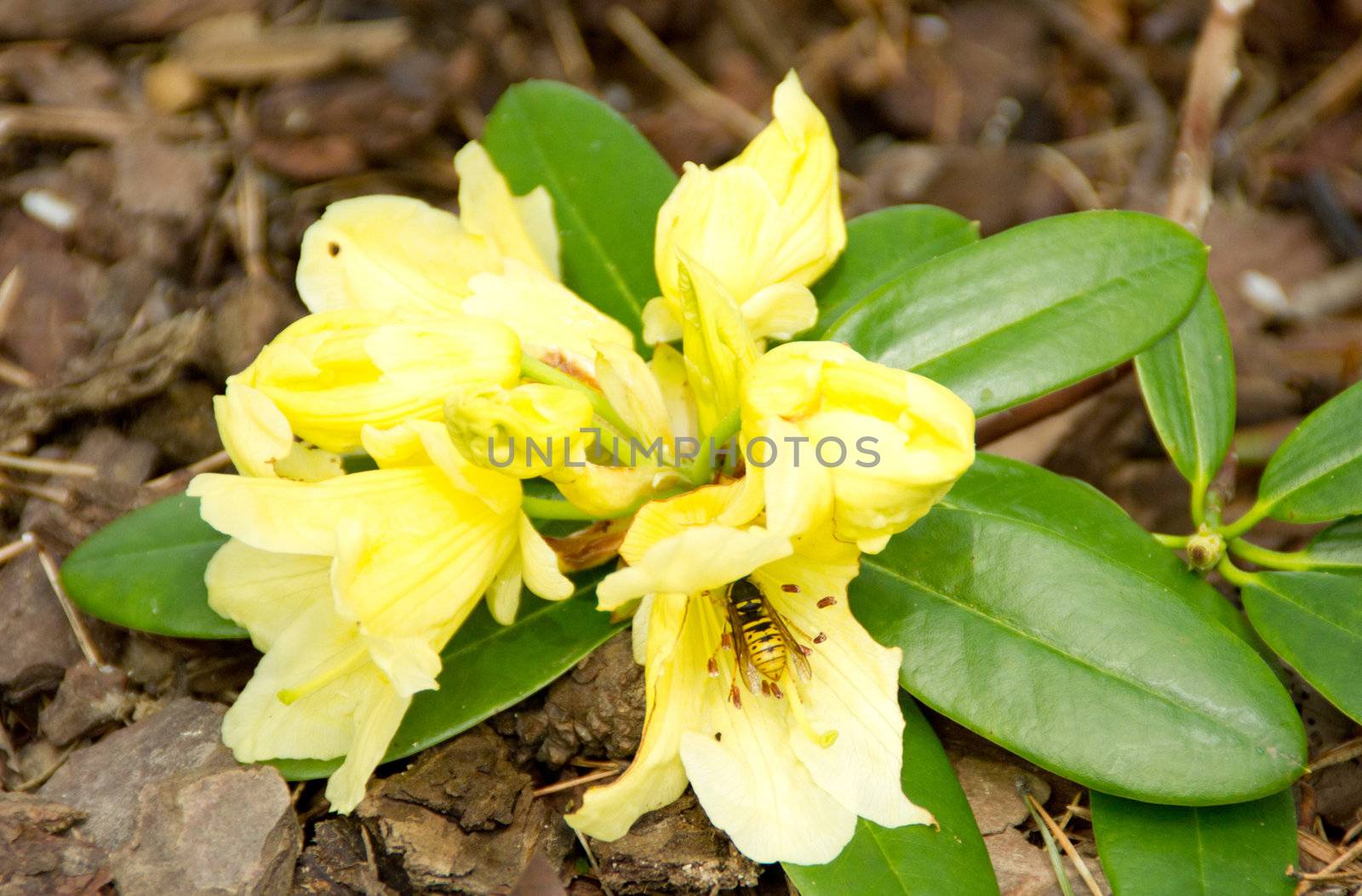 Beautiful rhododendron