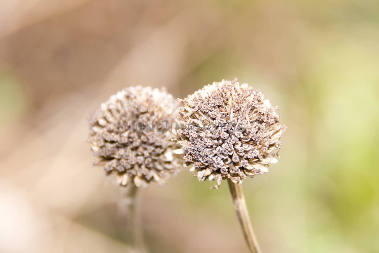 Dried flowers