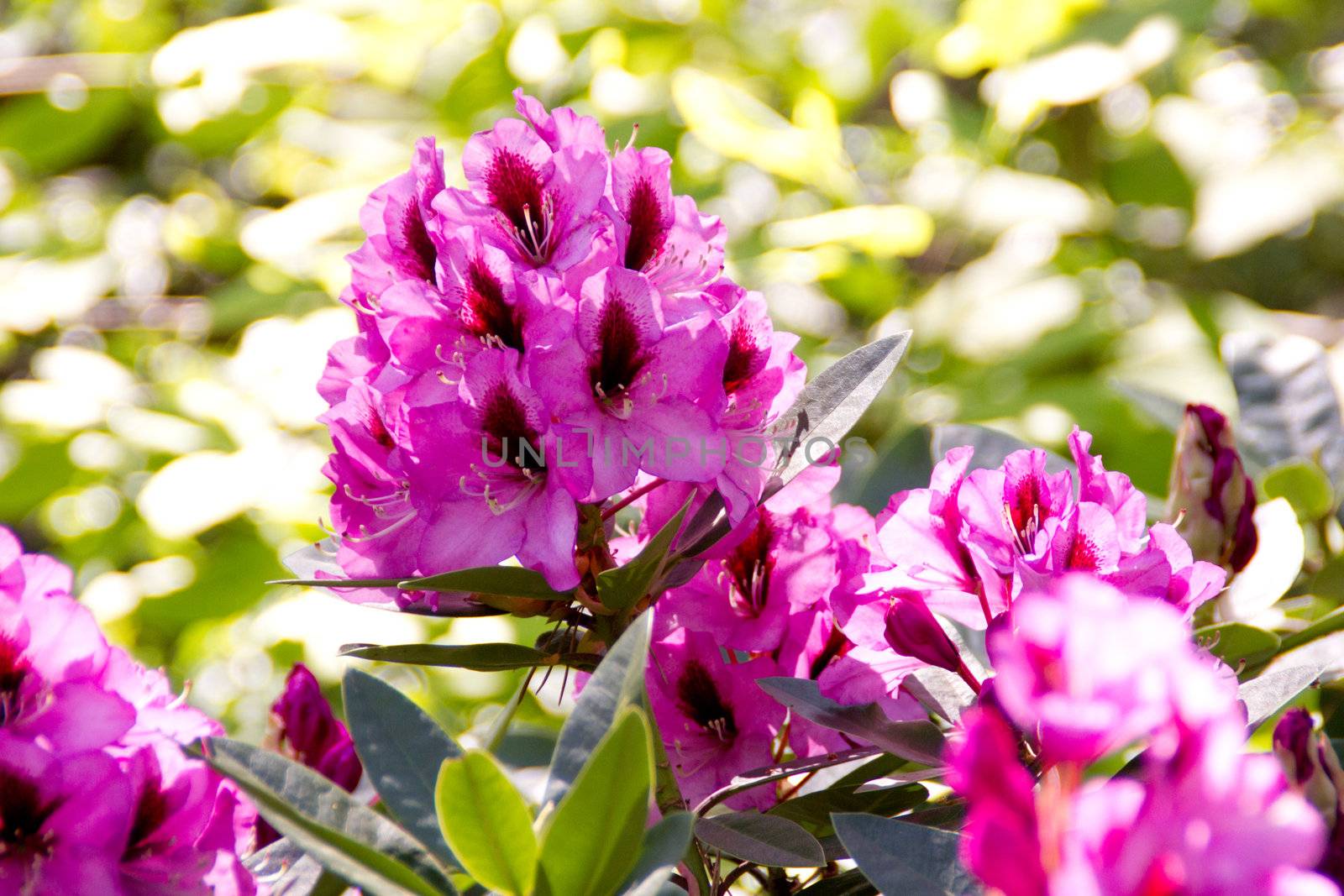 Beautiful rhododendron