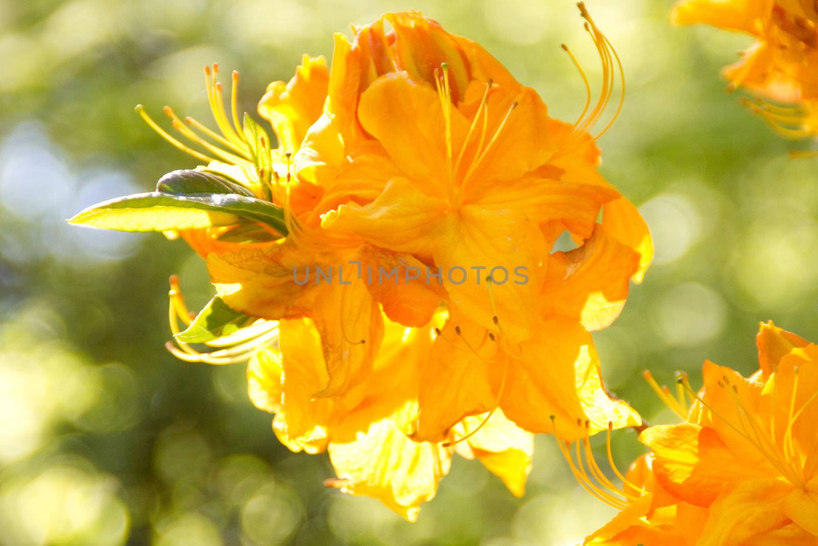 Beautiful rhododendron