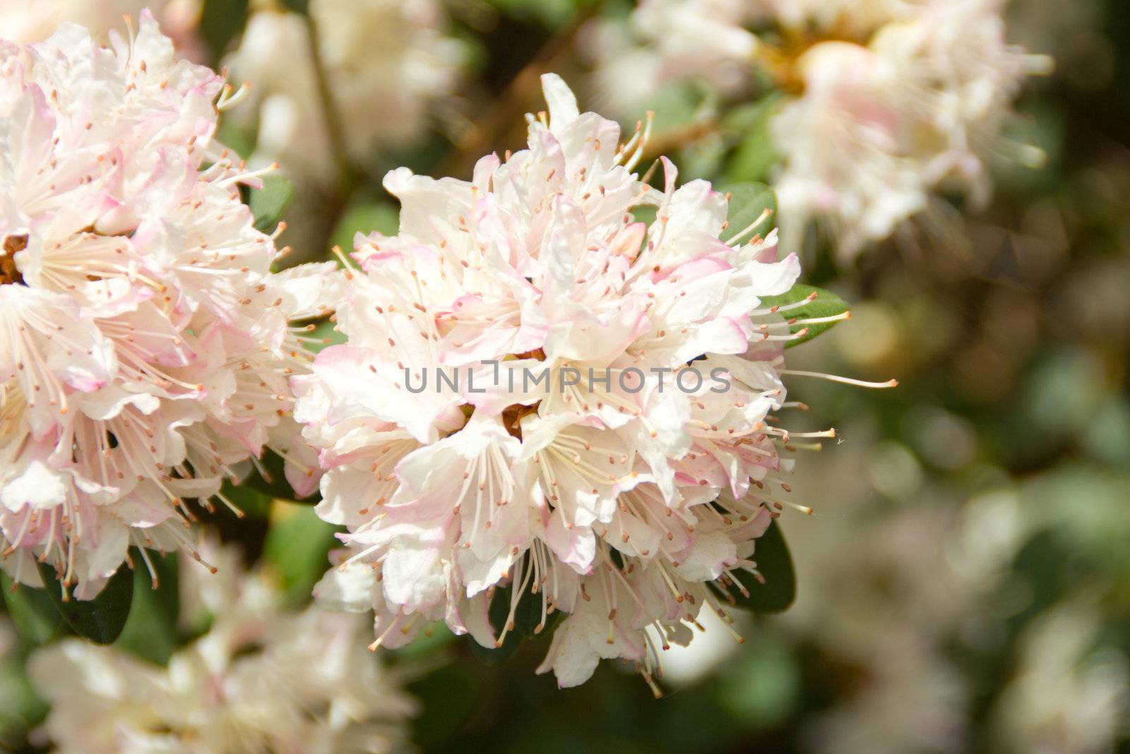 Beautiful rhododendron