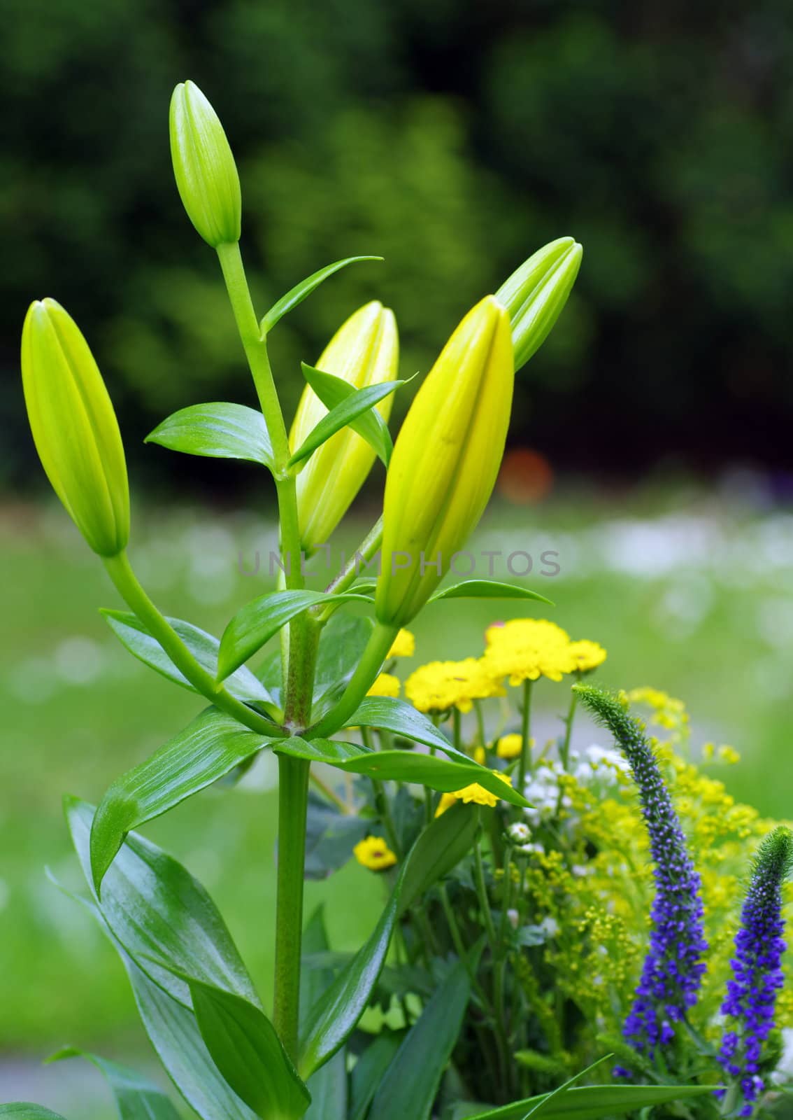 Lilium-longiflorum