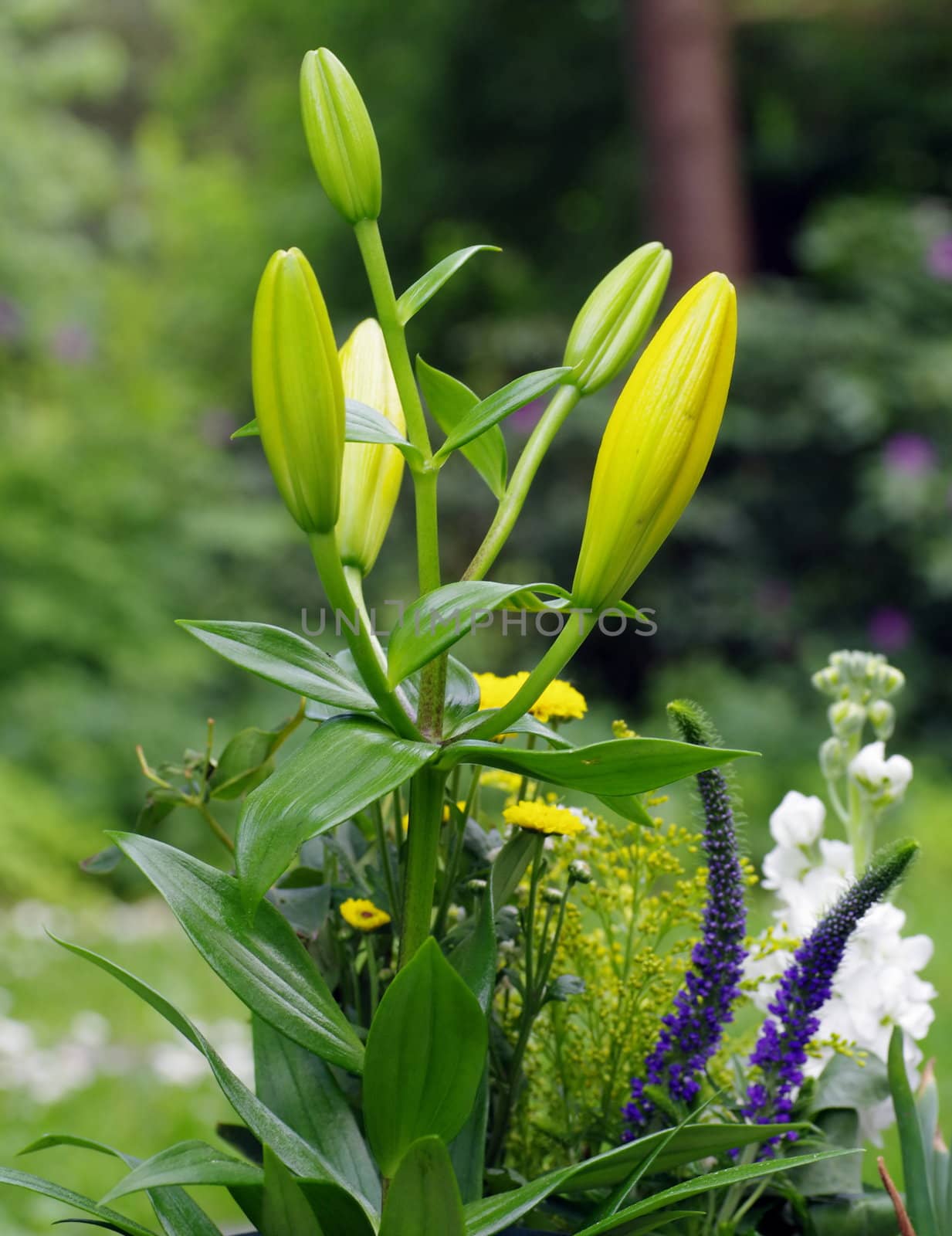 Lilium-longiflorum