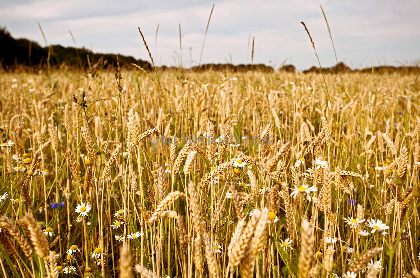 summer field with wheat spikes and wildflowers