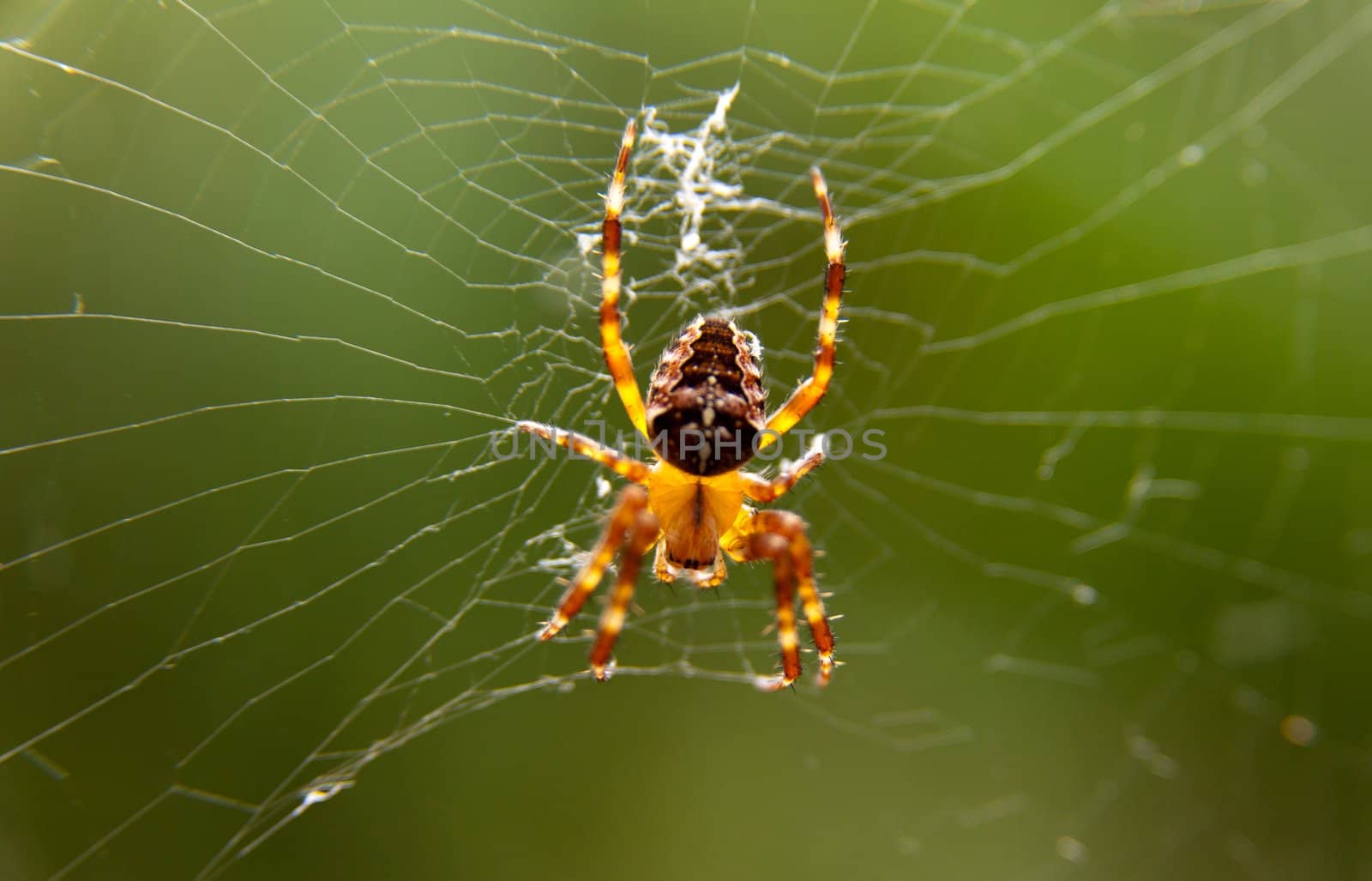 spider by FotoFrank