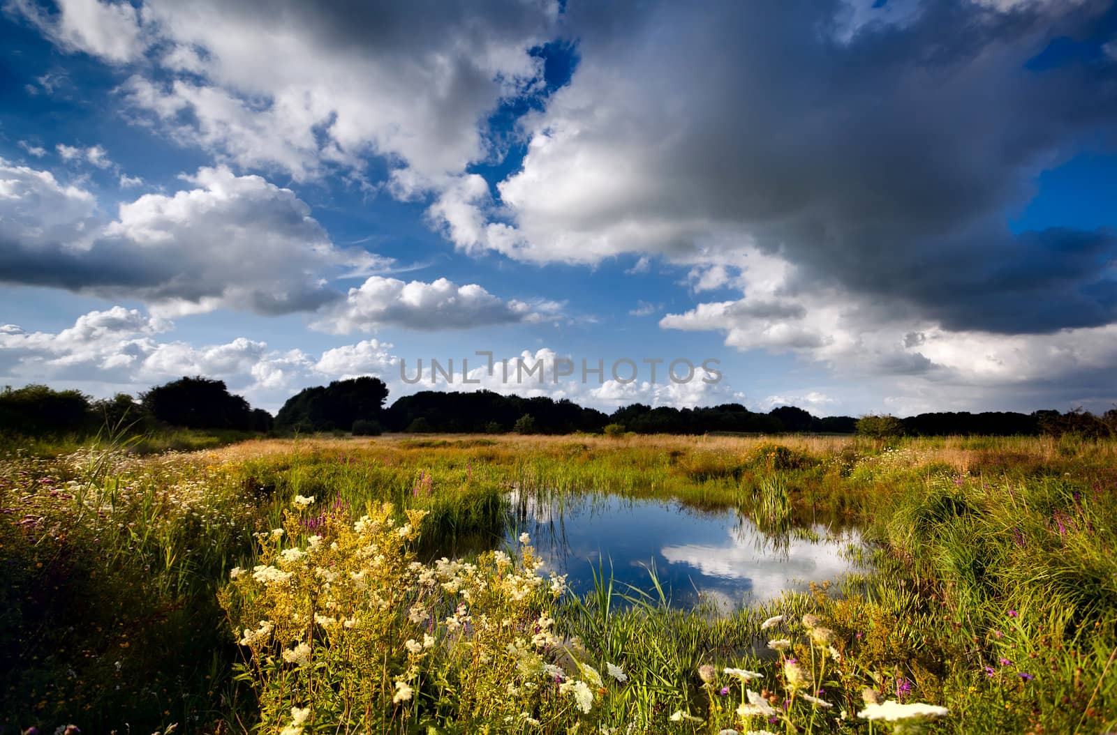 summer flowering pasture with wild pond and beautiful sky