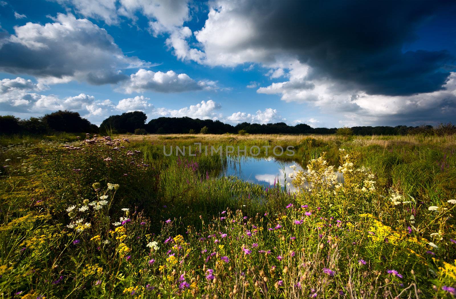 wildflowers  by wild pond in summer by catolla