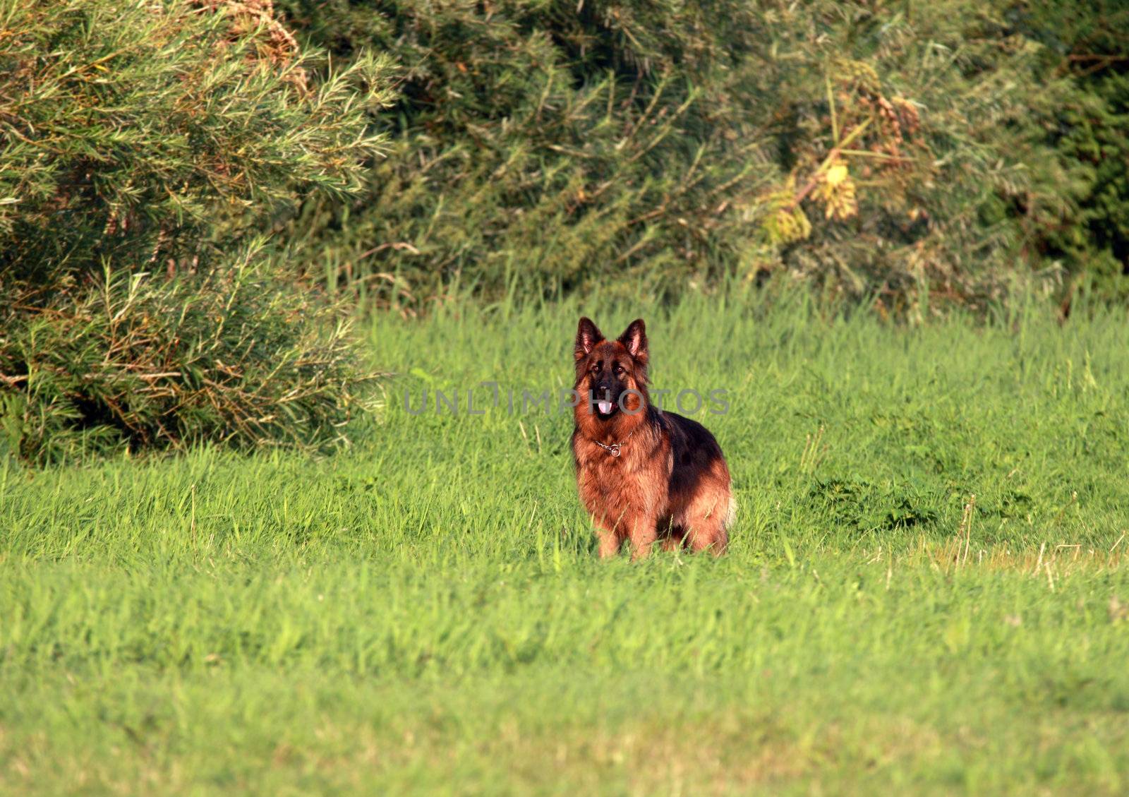 shepherd dog by catolla