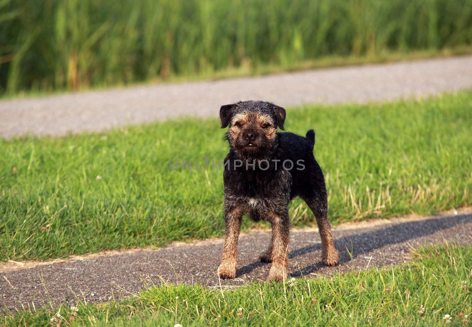  Border Terrier on the path by catolla