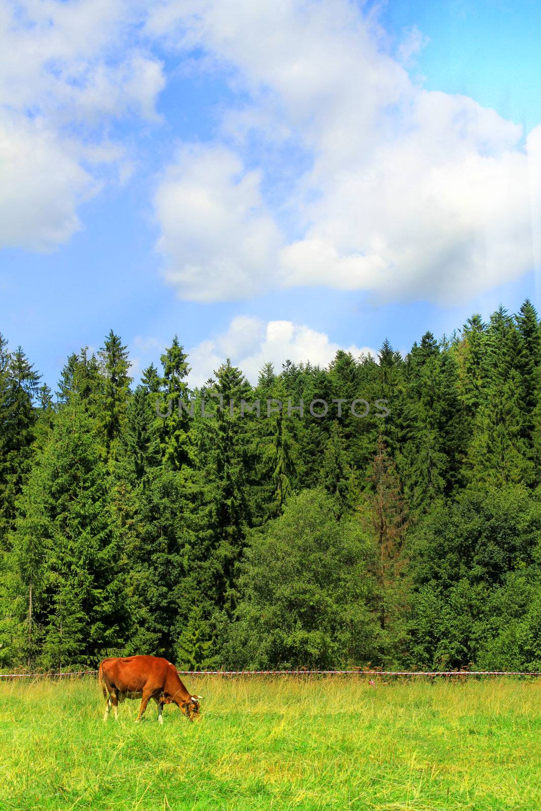 Cow on green grass and blue sky with light