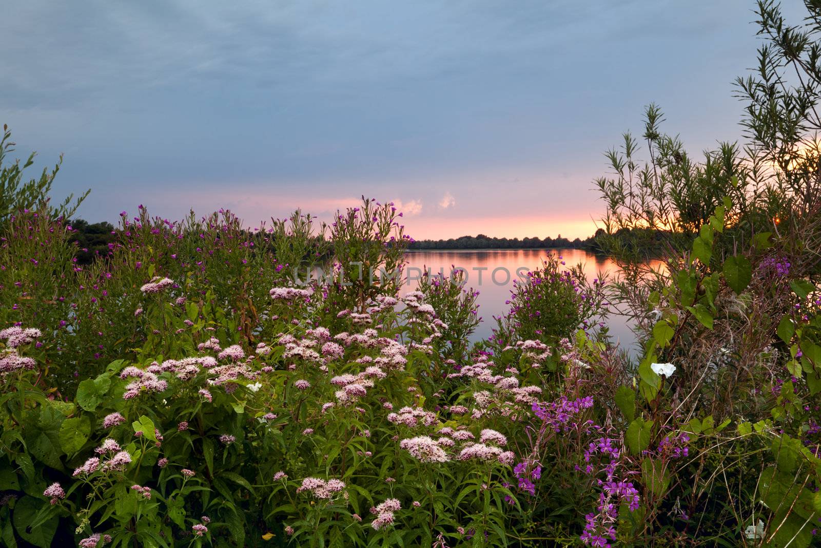pink summer flowers by lake at sunset
