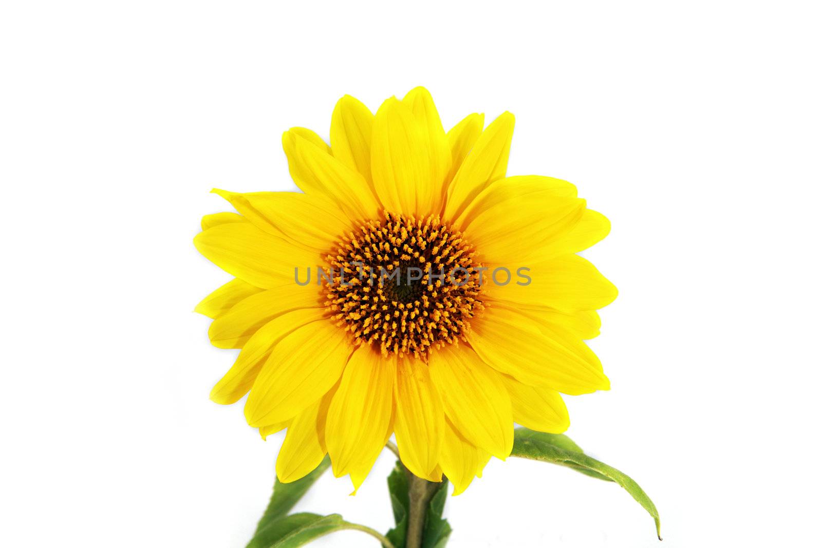 yellow summer sunflower on white background