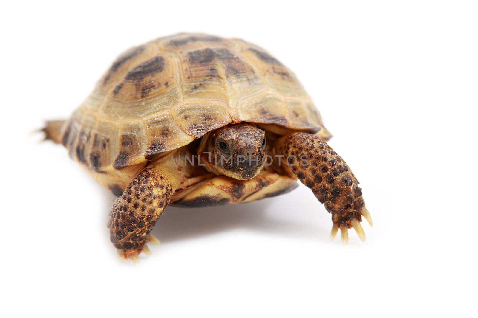 Russian tortoise, Horsfield's tortoise or Central Asian tortoise by catolla