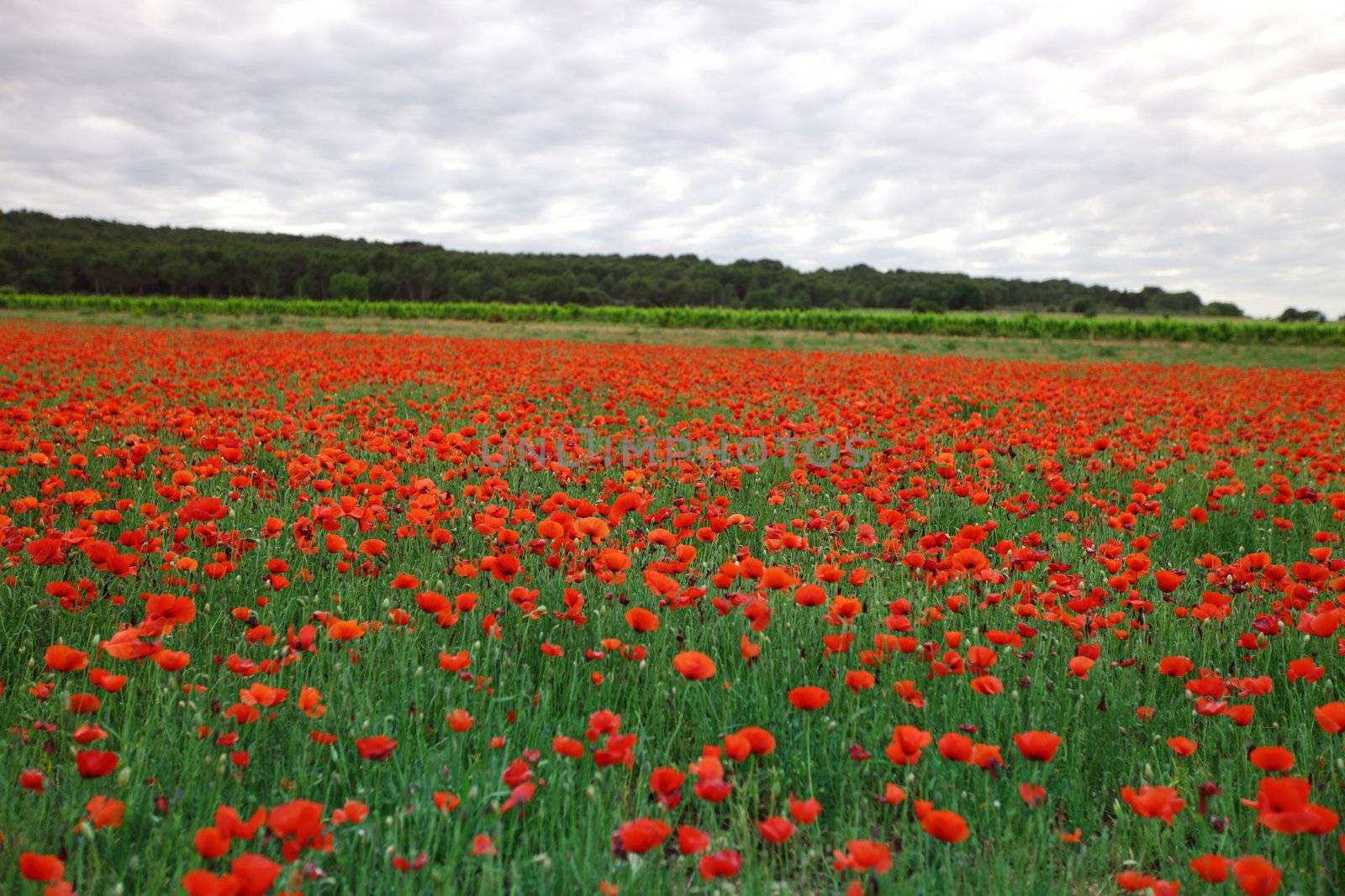 Field of poppies with beauty sky by Yellowj