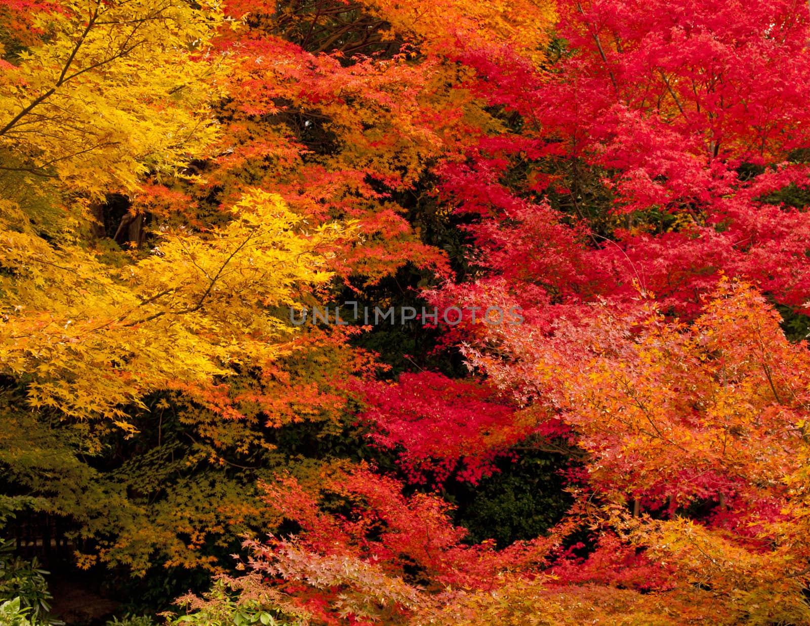 Colorful of japanese maple leaves in autumn