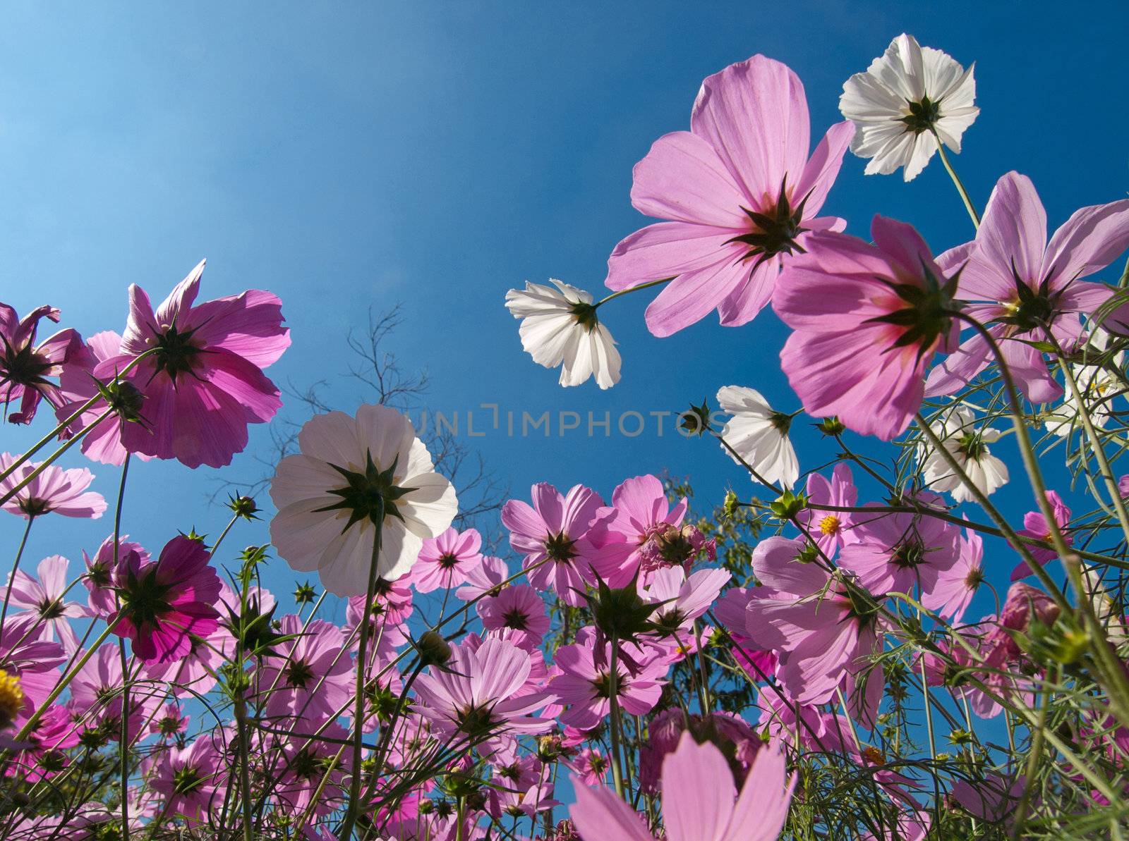 Cosmos field from the ant's eye view